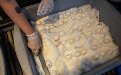Decomisan 43 huevos de presuntas especies de fauna silvestre en el Aeropuerto Silvio Pettirossi