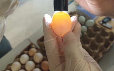 MADES incauta 48 huevos de aves silvestres en el Aeropuerto Silvio Pettirossi